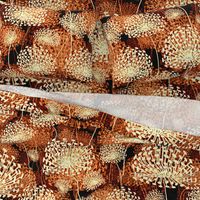 Orange Dandelions  