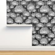 Black and White Dandelions Large Scale