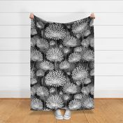 Black and White Dandelions Large Scale