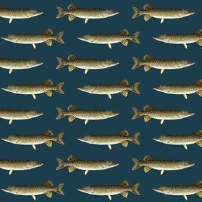 smaller northern pike on navy blue