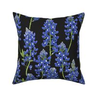 Large Scale Texas Bluebonnet Botanical Illustration on Charcoal