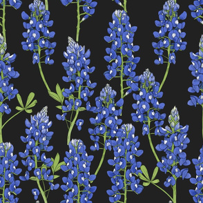 Large Scale Texas Bluebonnet Botanical Illustration on Charcoal