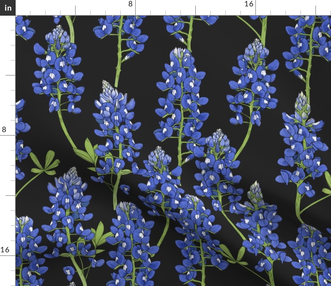 Large Scale Texas Bluebonnet Botanical Illustration on Charcoal