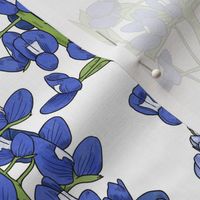 Large Scale Texas Bluebonnet Botanical Illustration