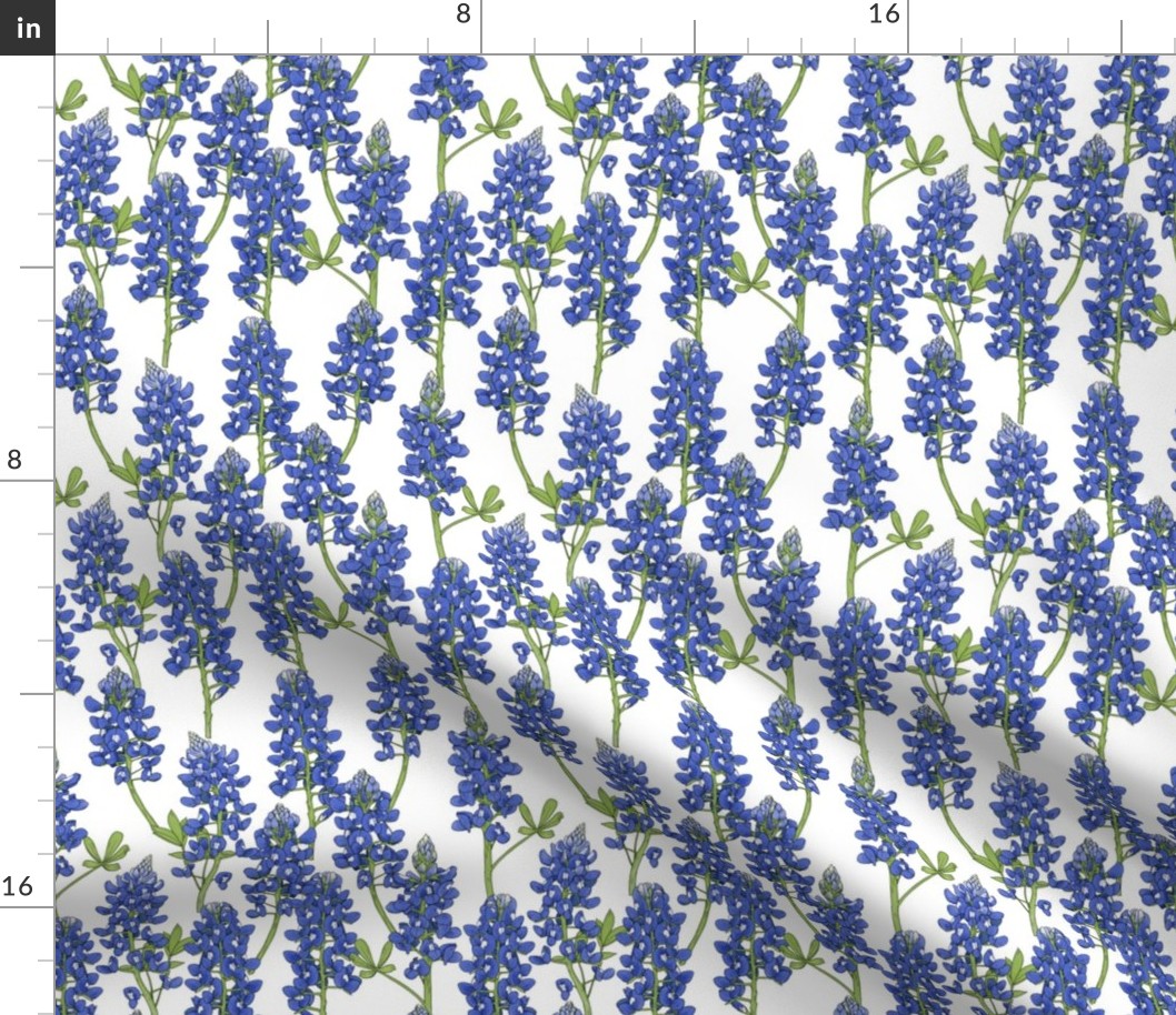 Small Scale Texas Bluebonnet Botanical Illustration