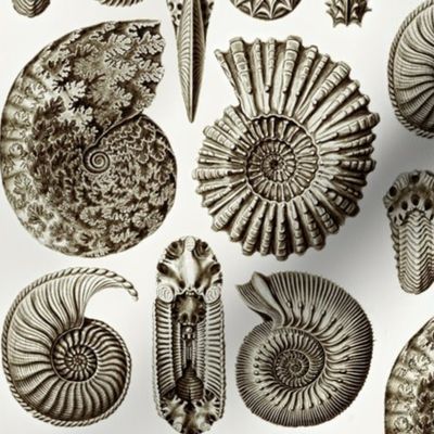 Ernst Haeckel Ammonitida Ammonite Coffee