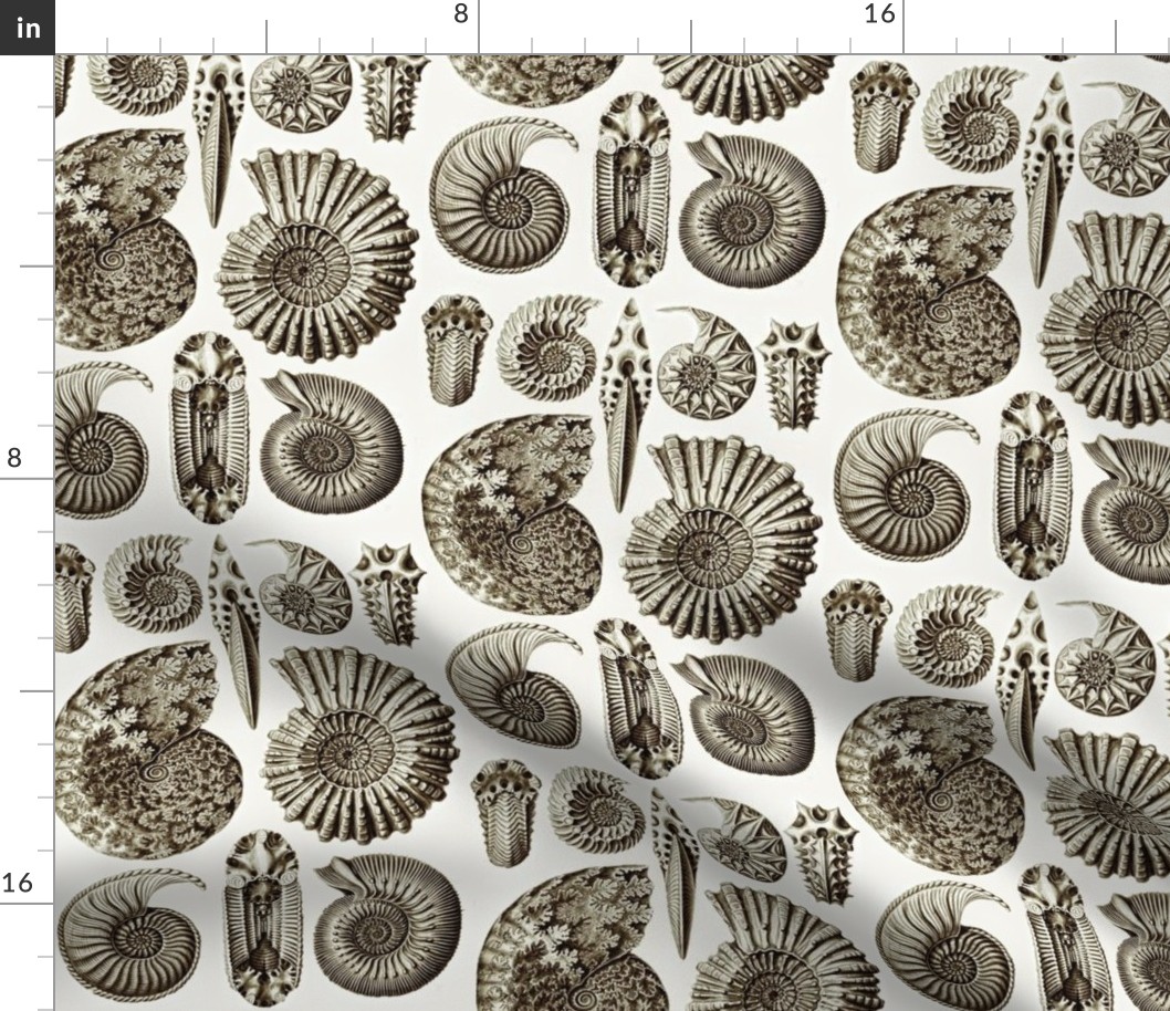 Ernst Haeckel Ammonitida Ammonite Coffee