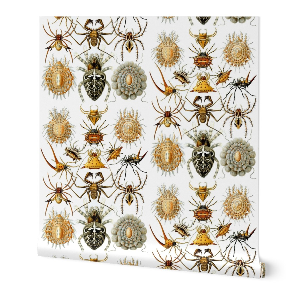 Ernst Haeckel Arachnida Spiders