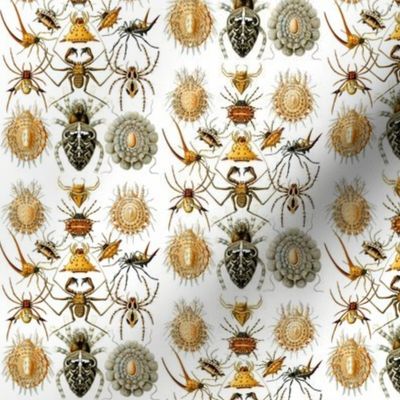 Ernst Haeckel Arachnida Spiders