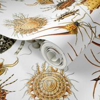 Ernst Haeckel Arachnida Spiders