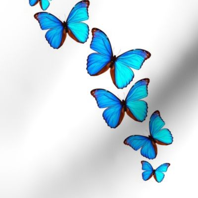 Blue Butterflies