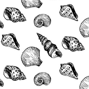 Shell Scatter BW