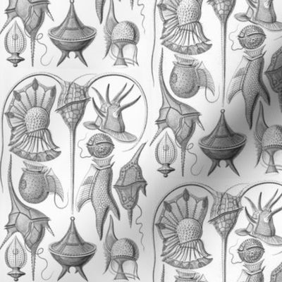 Haeckel Peridinea Dinoflagellates
