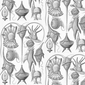 Haeckel Peridinea Dinoflagellates