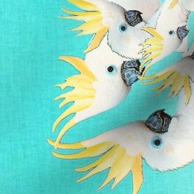 Whirling Cockatoos