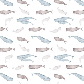 Whales ocean animals sealife