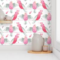 Galahs White Background small by Mount Vic and Me