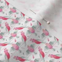 Galahs White Background small by Mount Vic and Me