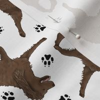 Trotting American Water Spaniel and paw prints - white