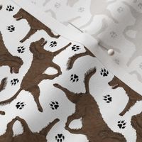 Tiny Trotting American Water Spaniel and paw prints - white