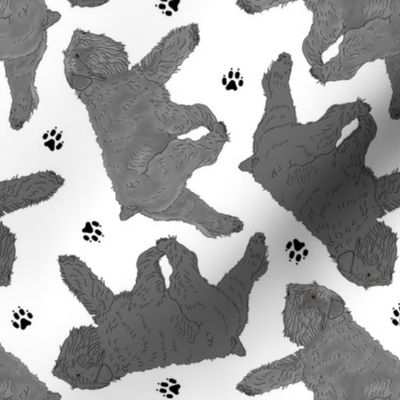 Trotting uncropped black and silver Bouvier des Flandres and paw prints - white