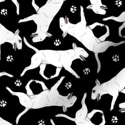 Trotting Miniature Bull Terriers white and paw prints - black