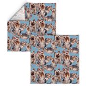 Yorkshire terrier fabric