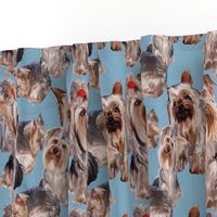 Yorkshire terrier fabric