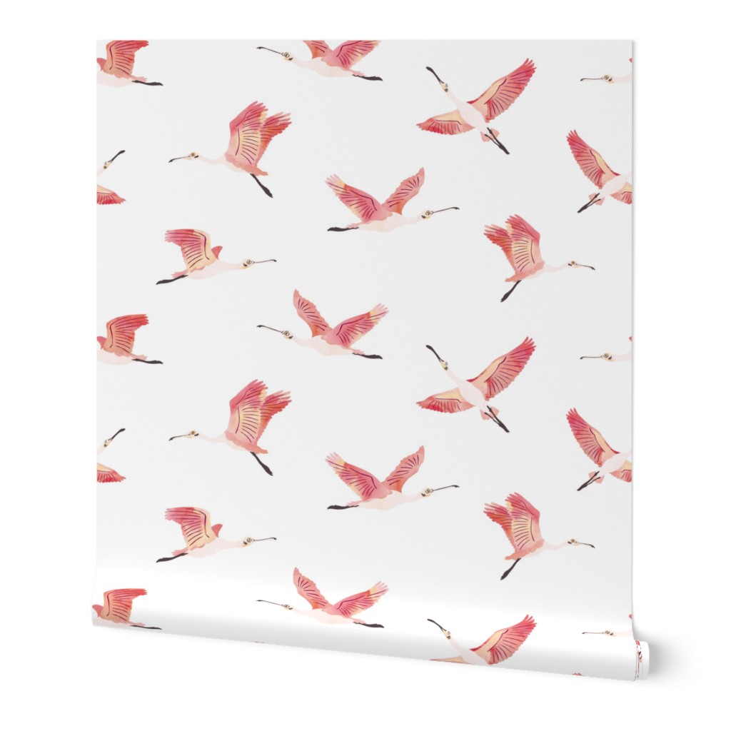 Roseate Spoonbills on white