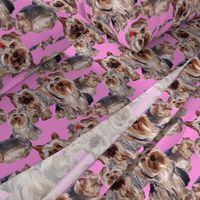 Yorkies on Pink Background