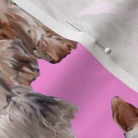 Yorkies on Pink Background