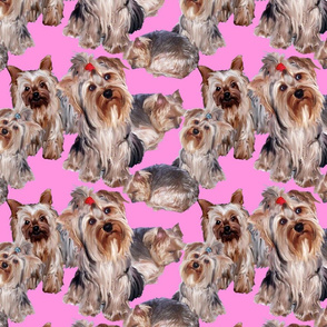 Yorkies on Pink Background