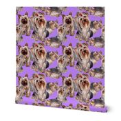 lavender Yorkshire terrier fabric