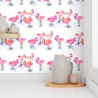 A flamboyance of flamingos!