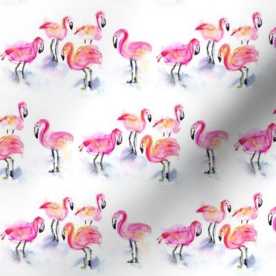 A flamboyance of flamingos!