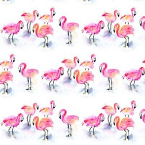 A flamboyance of flamingos!