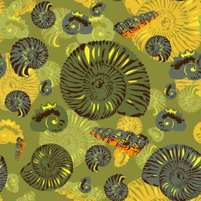 ammonites - large