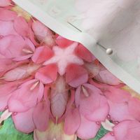 Pink Lily Pad