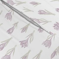 lilac crocuses on white