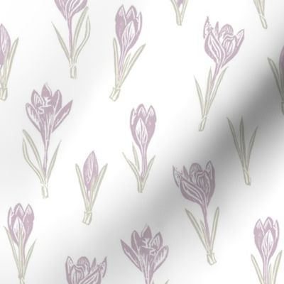 lilac crocuses on white