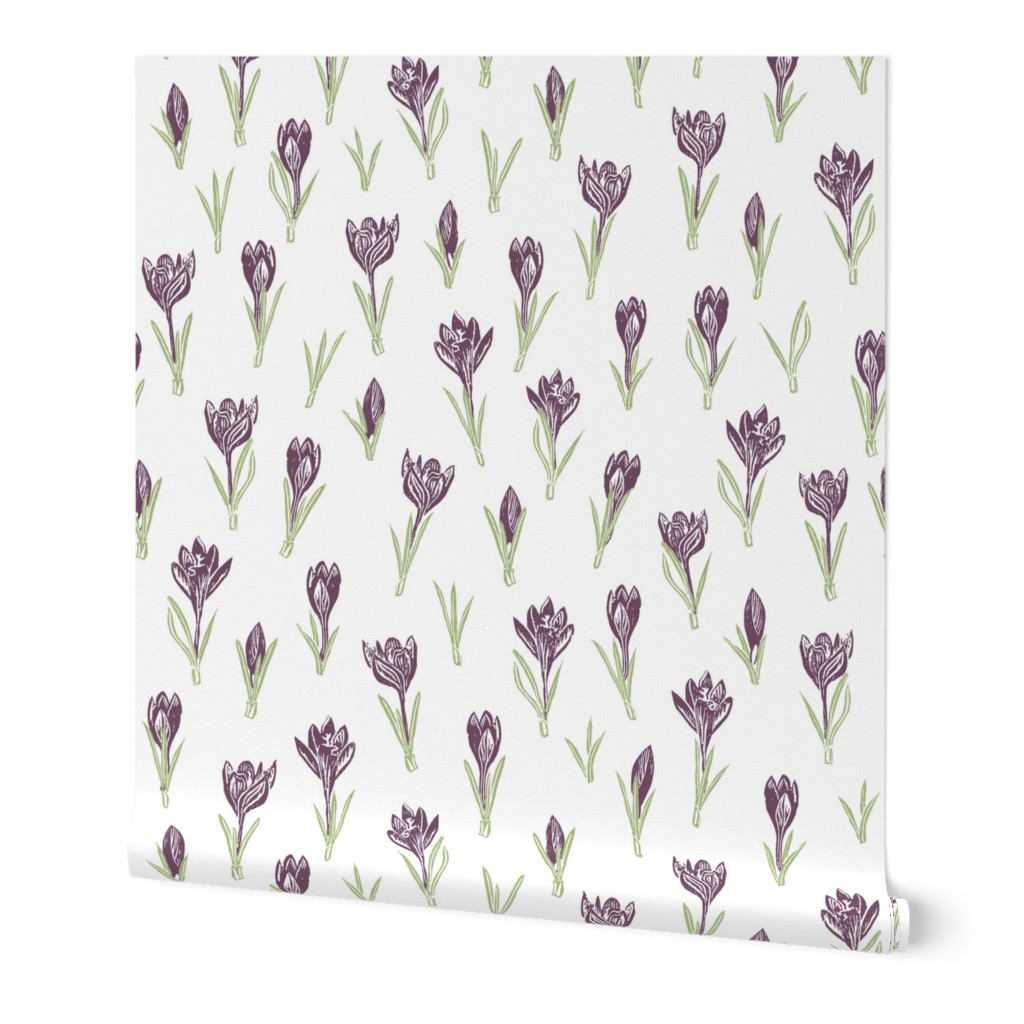 plum crocuses on white