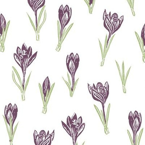 plum crocuses on white