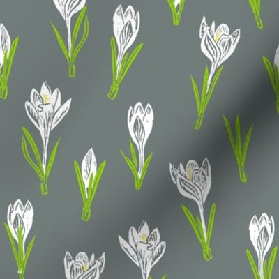 white crocuses on cool grey