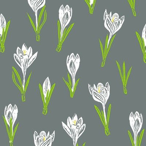 white crocuses on cool grey