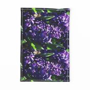 19870021HYACINTHTEATOWEL