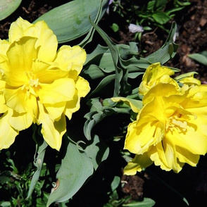 19870023TWOYELLOWTULIPS