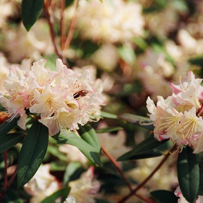 19880002BEEONRHODODENDRON