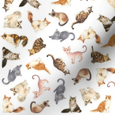 Cat Pattern