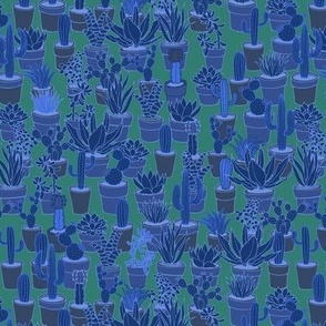 Succulents - blue and green