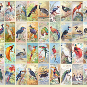 1-17 Birds of the Tropics-19th century Cigarette Trade Cards